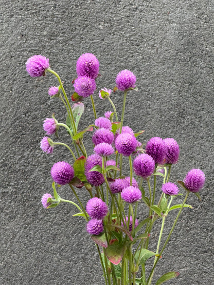 Lodveida gomfrēna Lavender Lady | Gomphrena globosa