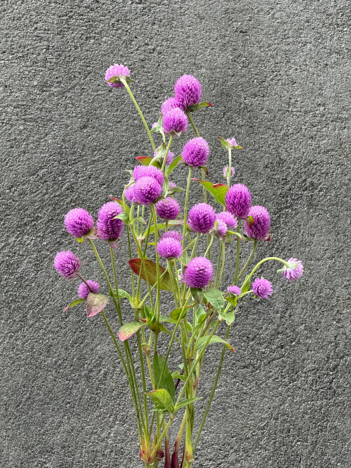 Lodveida gomfrēna Lavender Lady | Gomphrena globosa