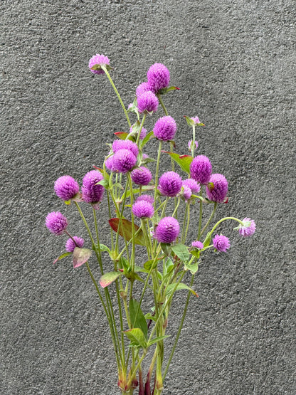 Lodveida gomfrēna Lavender Lady | Gomphrena globosa