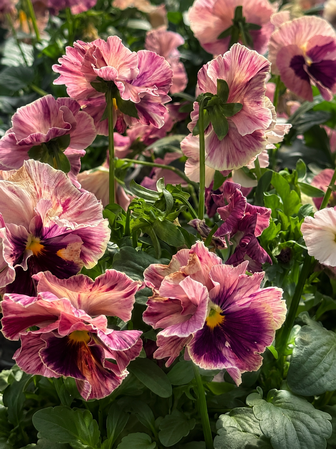 Viola x wittrockiana Chianti mixed F1 | Pansy therapyofflowers.com