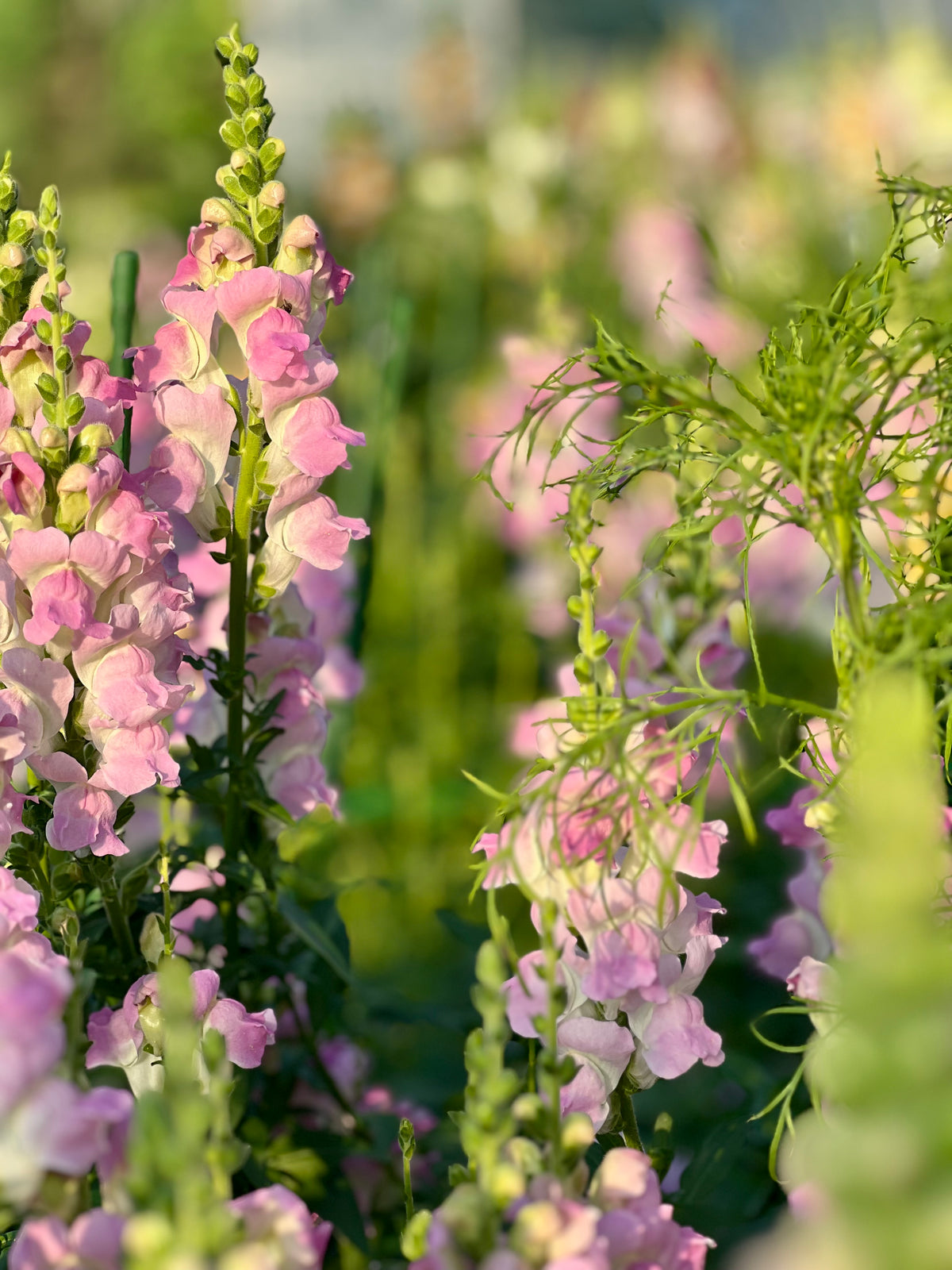 Lauvmutīte Legend™ Light Pink F1 | Group 1 | Antirrhinum majus sēklas