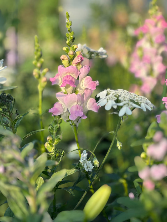 Lauvmutīte Legend™ Light Pink F1 | Group 1 | Antirrhinum majus sēklas
