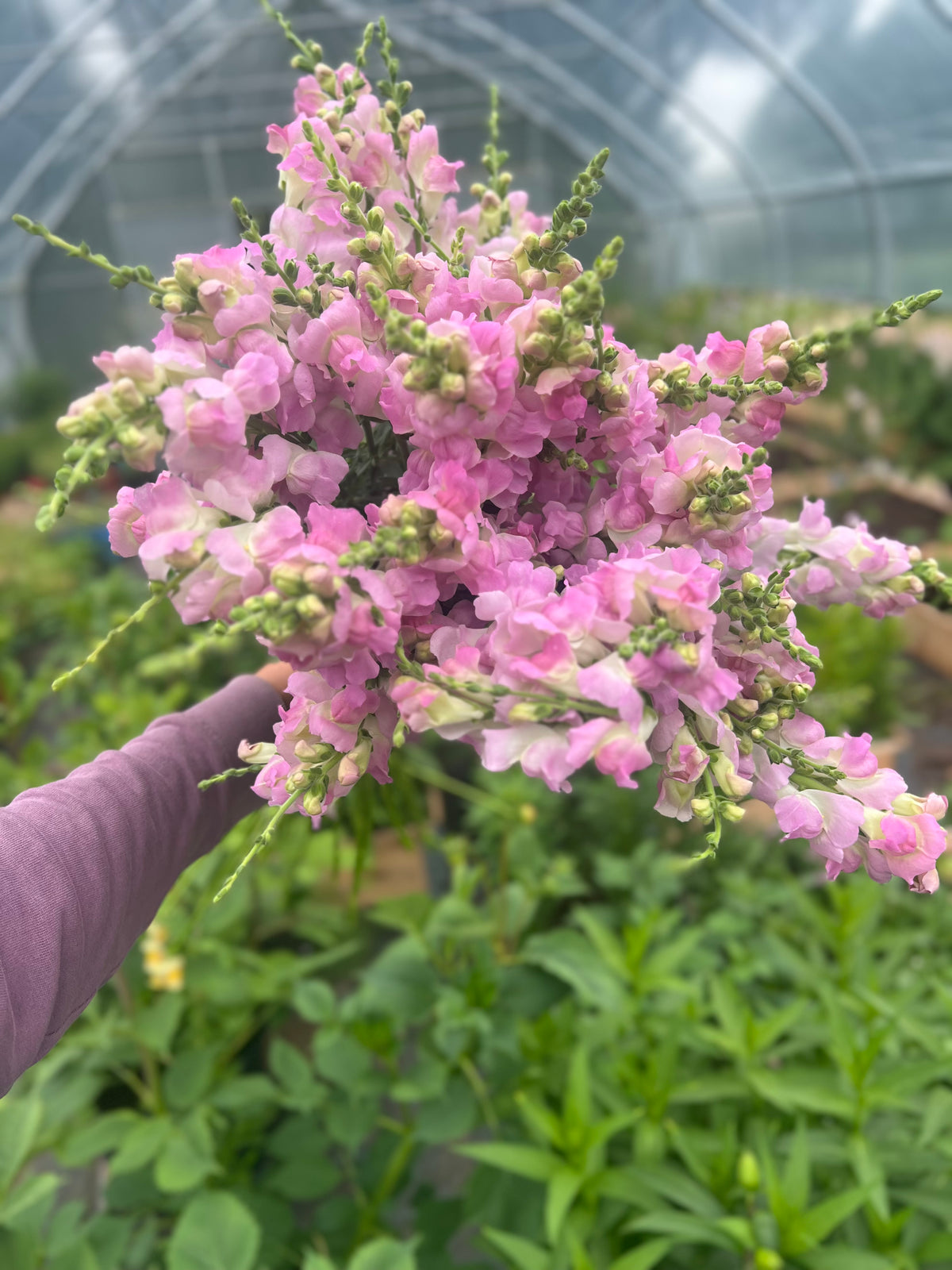 Lauvmutīte Legend™ Light Pink F1 | Group 1 | Antirrhinum majus sēklas