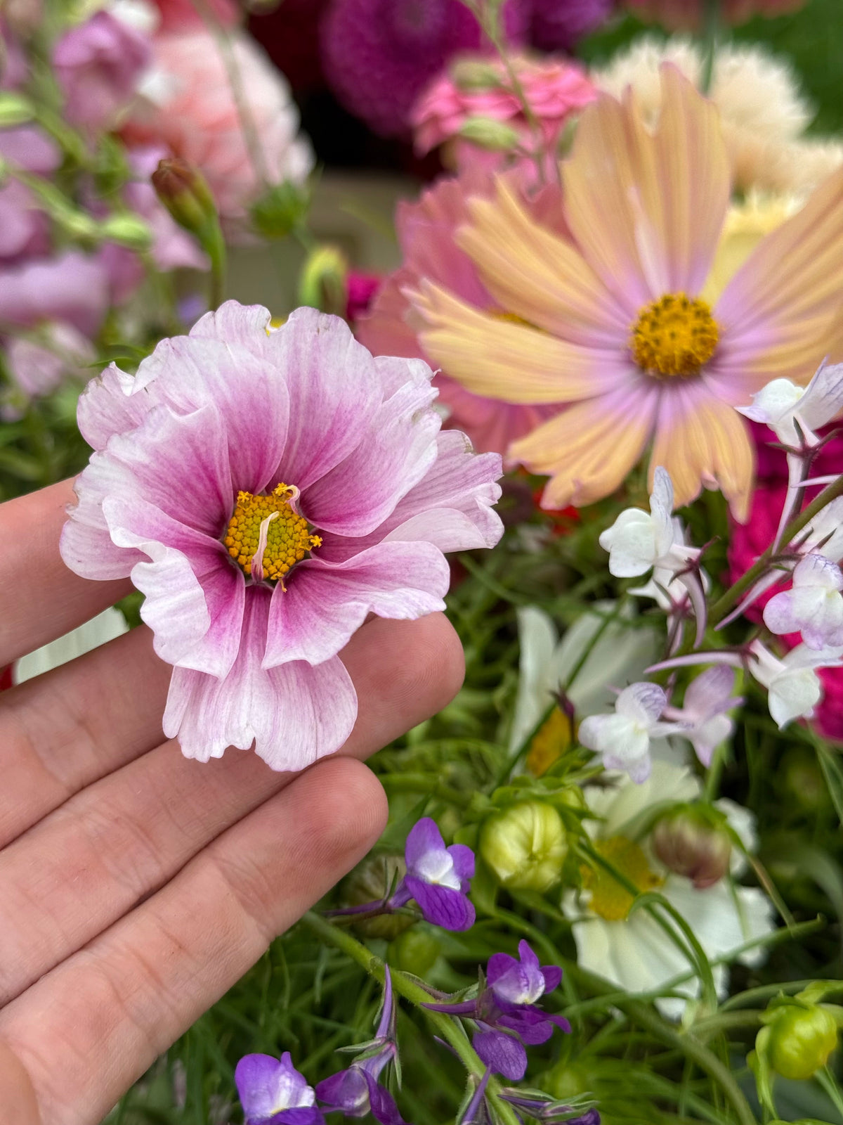 Cosmos bipinnatus Sensation Day Dream | Palest pink blooms therapyofflowers.com