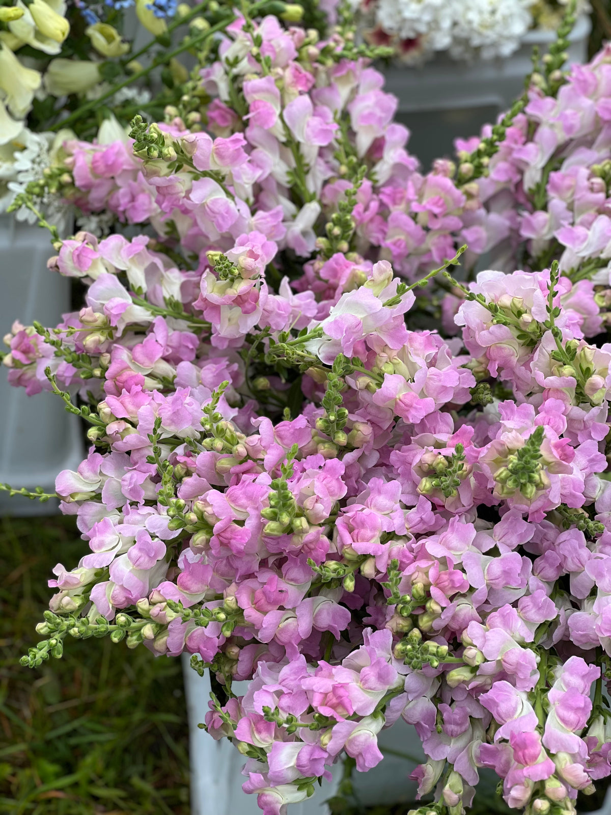 Lauvmutīte Legend™ Light Pink F1 | Group 1 | Antirrhinum majus sēklas