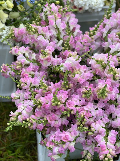 Lauvmutīte Legend™ Light Pink F1 | Group 1 | Antirrhinum majus sēklas