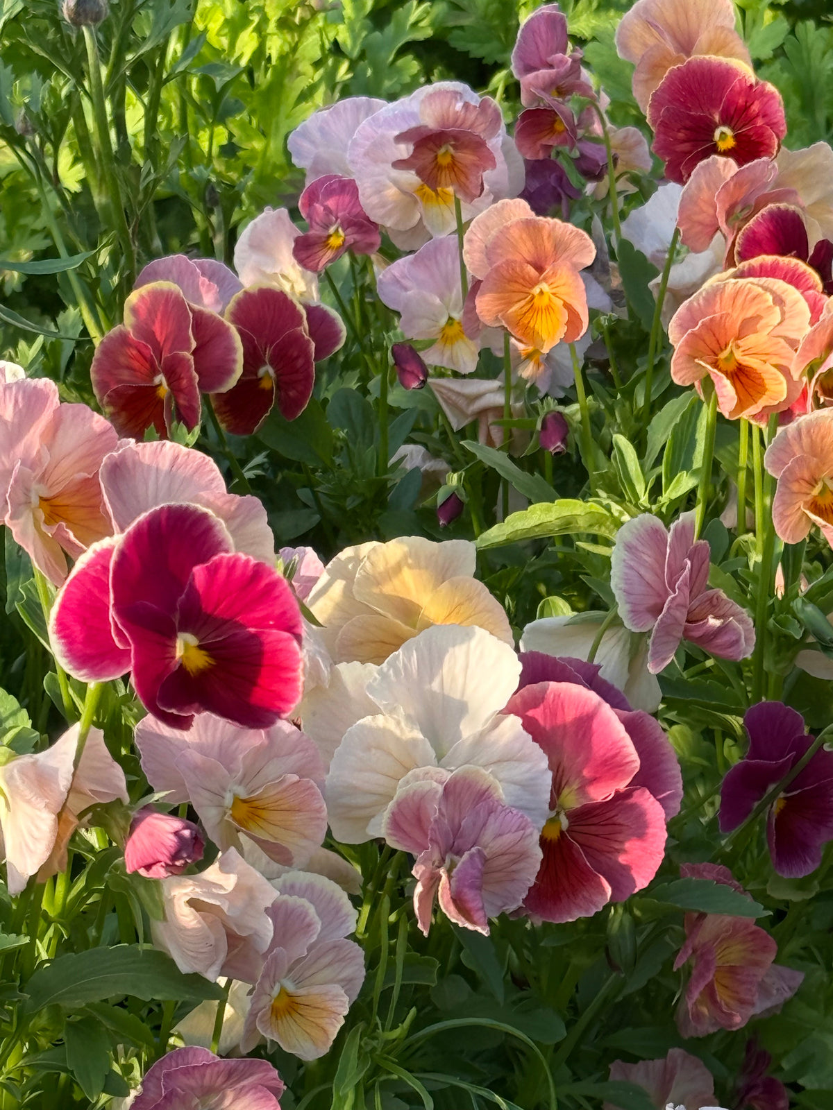 Viola x wittrockiana Imperial™ Antique Shades F1 | Pansy therapyofflowers.com