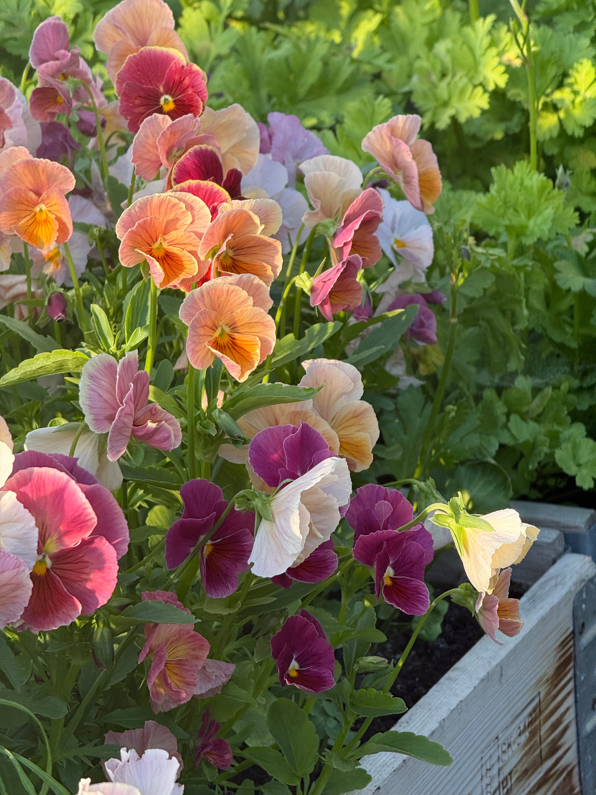 Viola x wittrockiana Imperial™ Antique Shades F1 | Pansy therapyofflowers.com