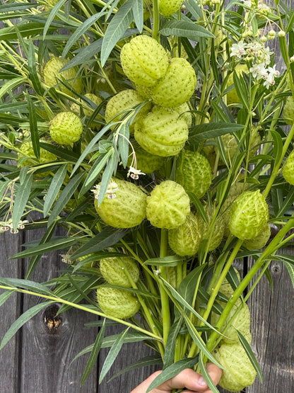 Gomphocardus fruticosus Cottonbush | Milkweed therapyofflowers.com