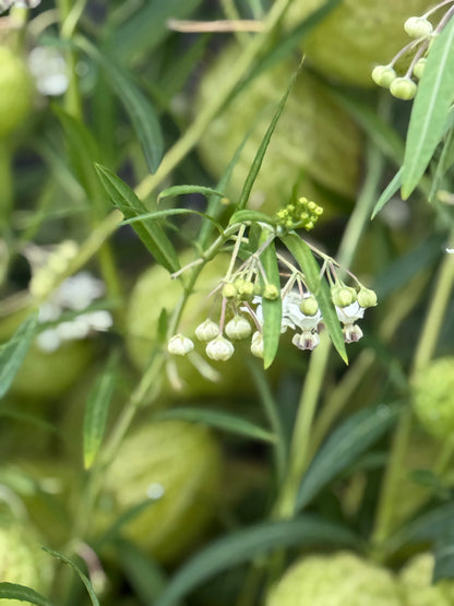 Gomphocardus fruticosus Cottonbush | Milkweed therapyofflowers.com