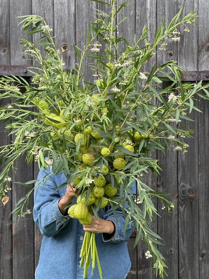 Gomphocardus fruticosus Cottonbush | Milkweed therapyofflowers.com