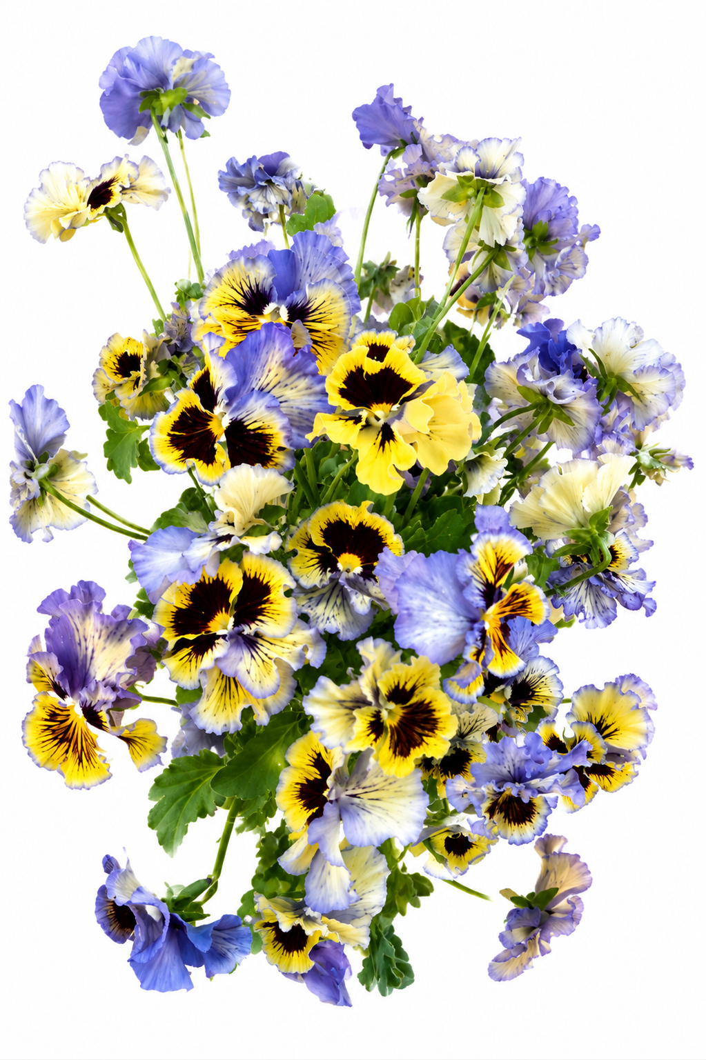 Viola x wittrockiana Frizzle Sizzle Yellow Blue Swirl | Pansy therapyofflowers.com