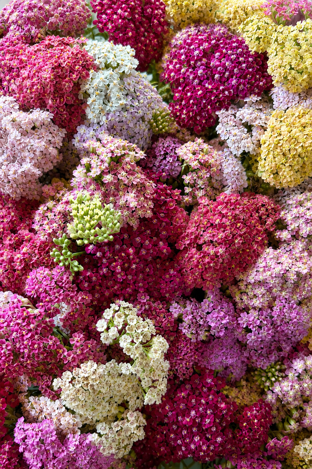 Achillea millefolium Summer Pastels | Common Yarrow therapyofflowers.com