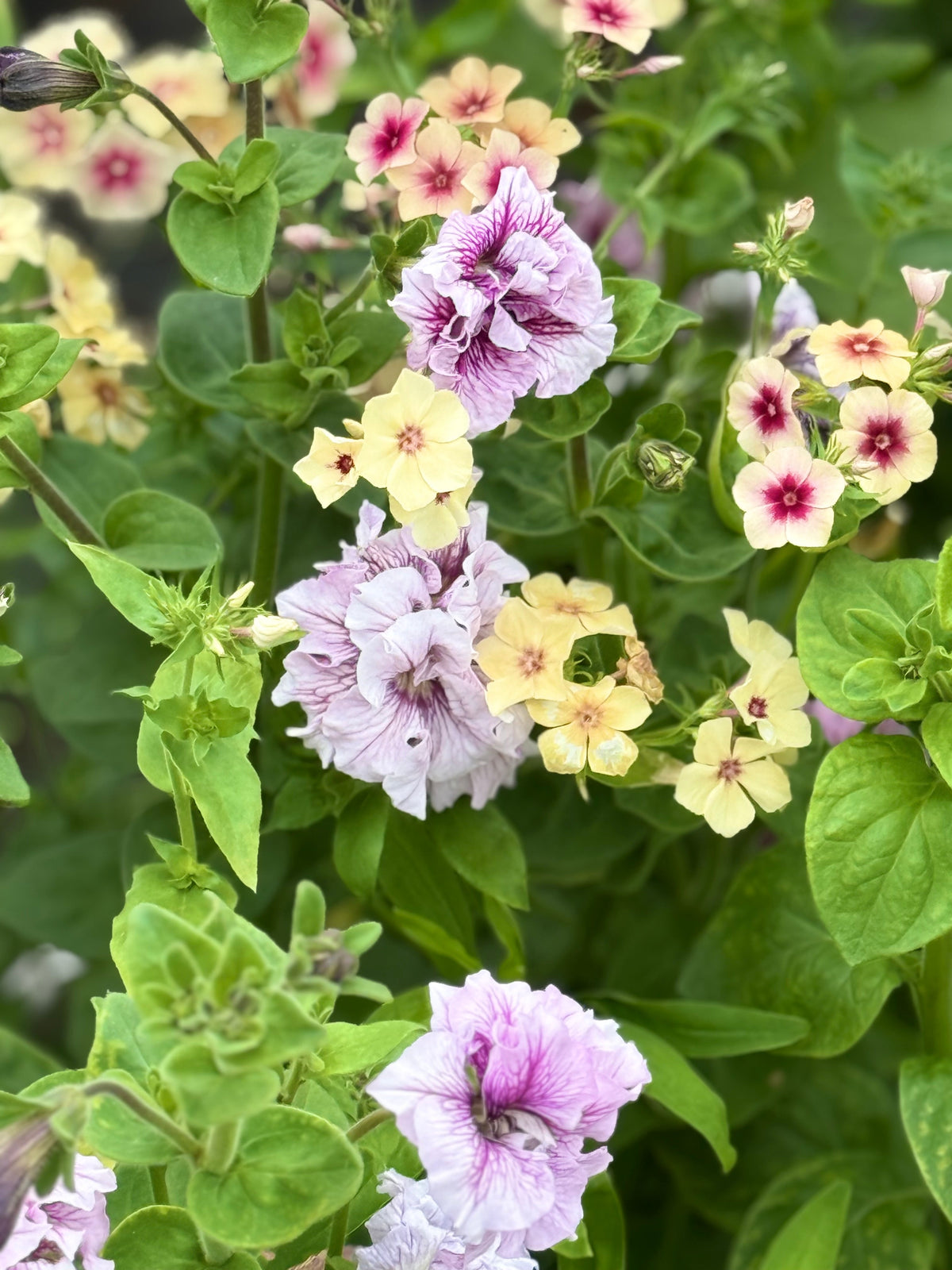 Italian Petunia Hybrida Allegra Orchid Vein F1 | Petunia Grandiflora | Petunia for Cutting therapyofflowers.com