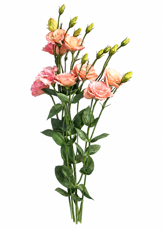 Lisianthus Arena Apricot III | Pelleted therapyofflowers.com