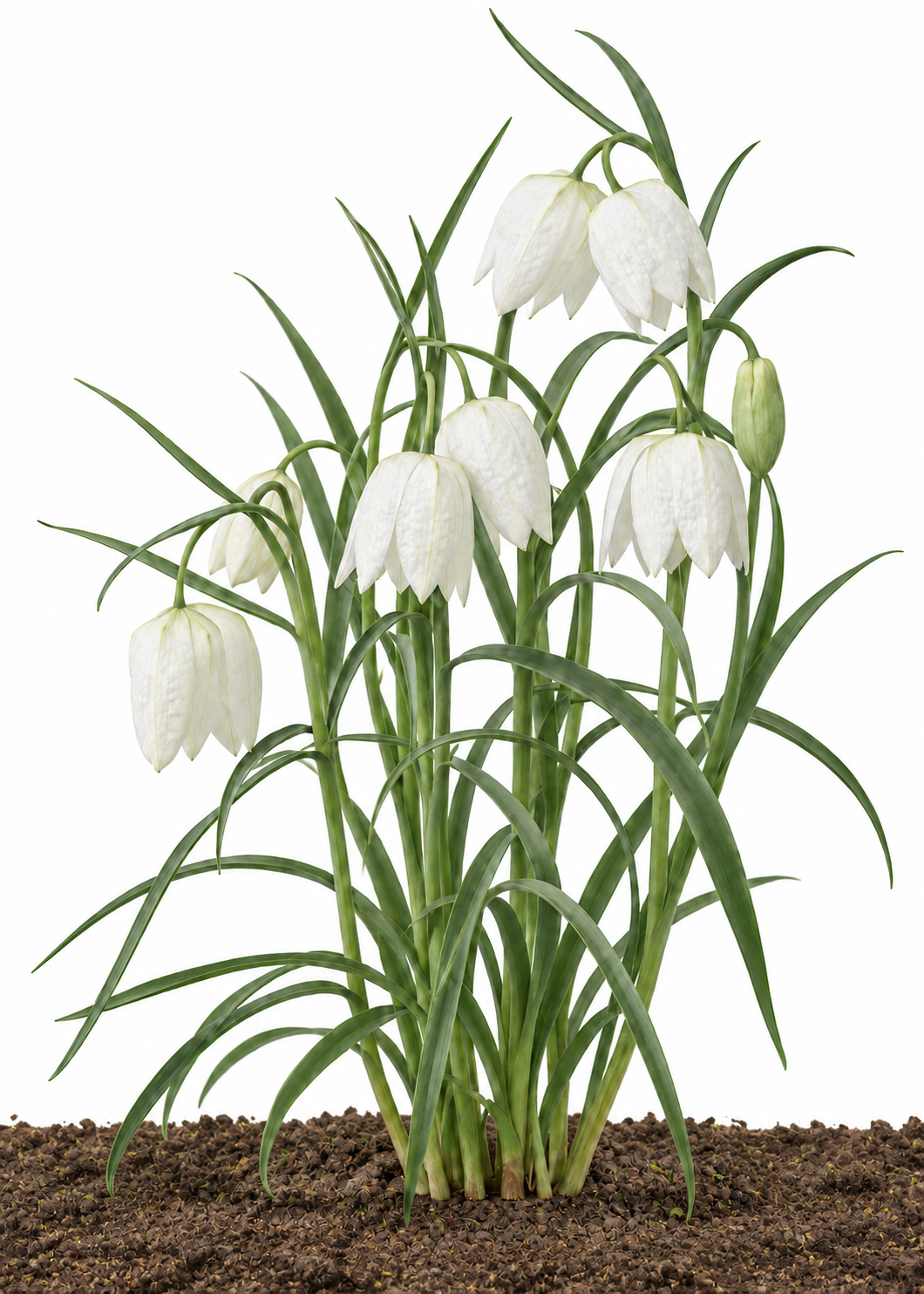 Fritillaria meleagris Alba | Snake's head fritillary therapyofflowers.com