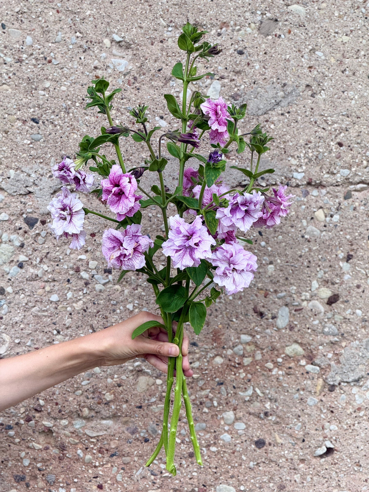 Italian Petunia Hybrida Allegra Orchid Vein F1 | Petunia Grandiflora | Petunia for Cutting therapyofflowers.com