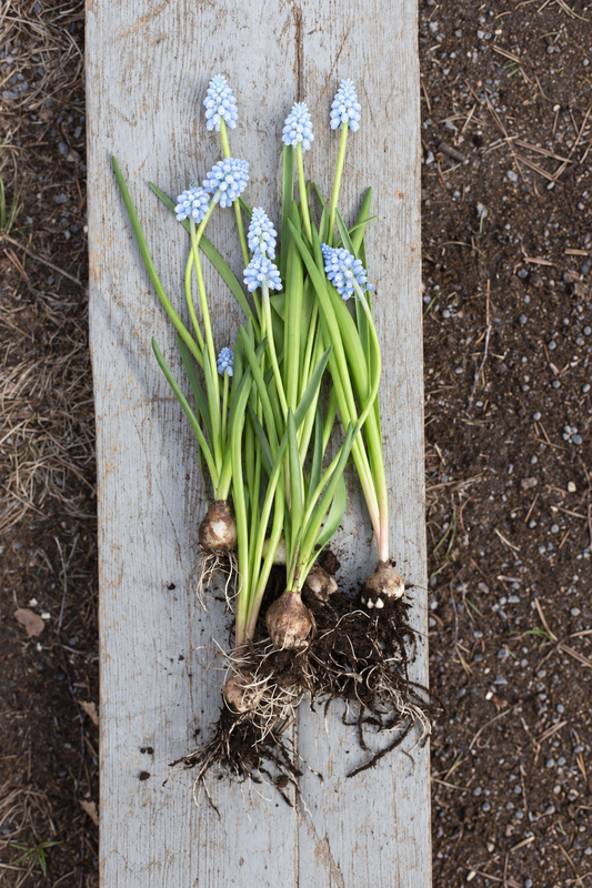 Muscari aucheri Valerie Finnis | Grape Hyacinth Bulbs therapyofflowers.com