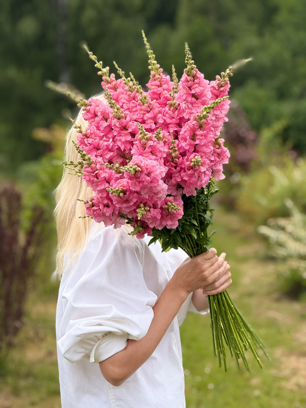 Snapdragon Legend™ Pink F1 | Group 1 | Antirrhinum majus therapyofflowers.com