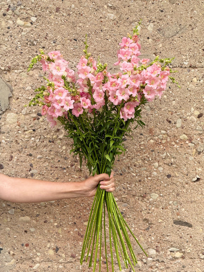 Snapdragon Chantilly™ Light Pink F1 | Group 1, 2 | Antirrhinum majus | Butterfly-Type therapyofflowers.com