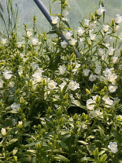 Pulkstenīte Champion White | Campanula Medium