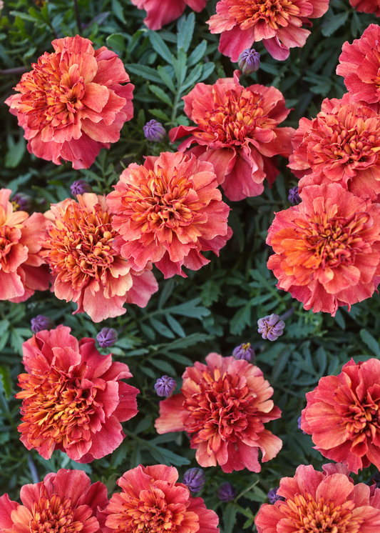 Tagetes patula Strawberry Blonde | Zemā samtene | Ziedi, kas maina krāsu