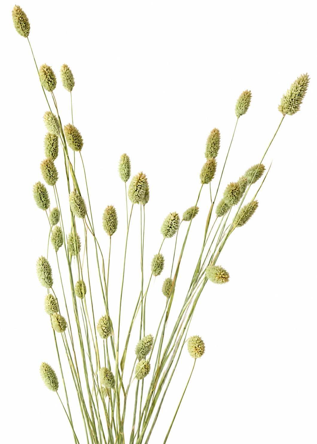 Kanāriju zāle | Phalaris canariensis