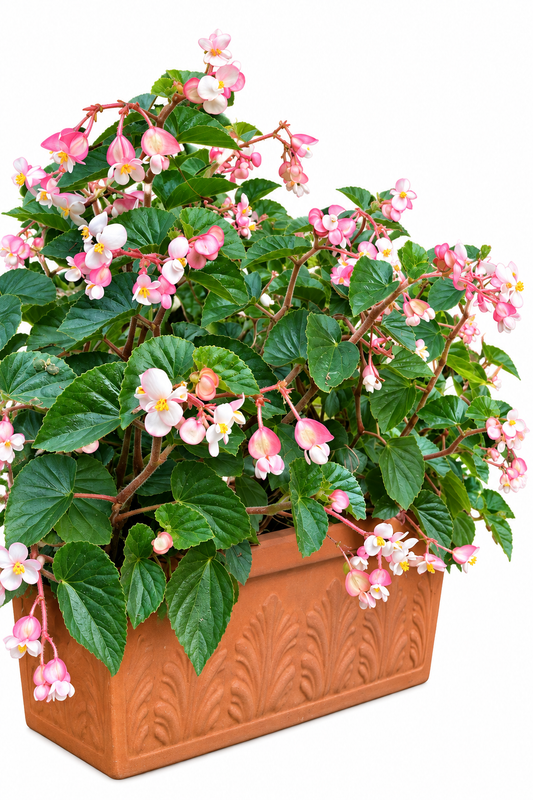 Hibrīdā begonija Wookie Pink Splash F1 | Begonia hybrida