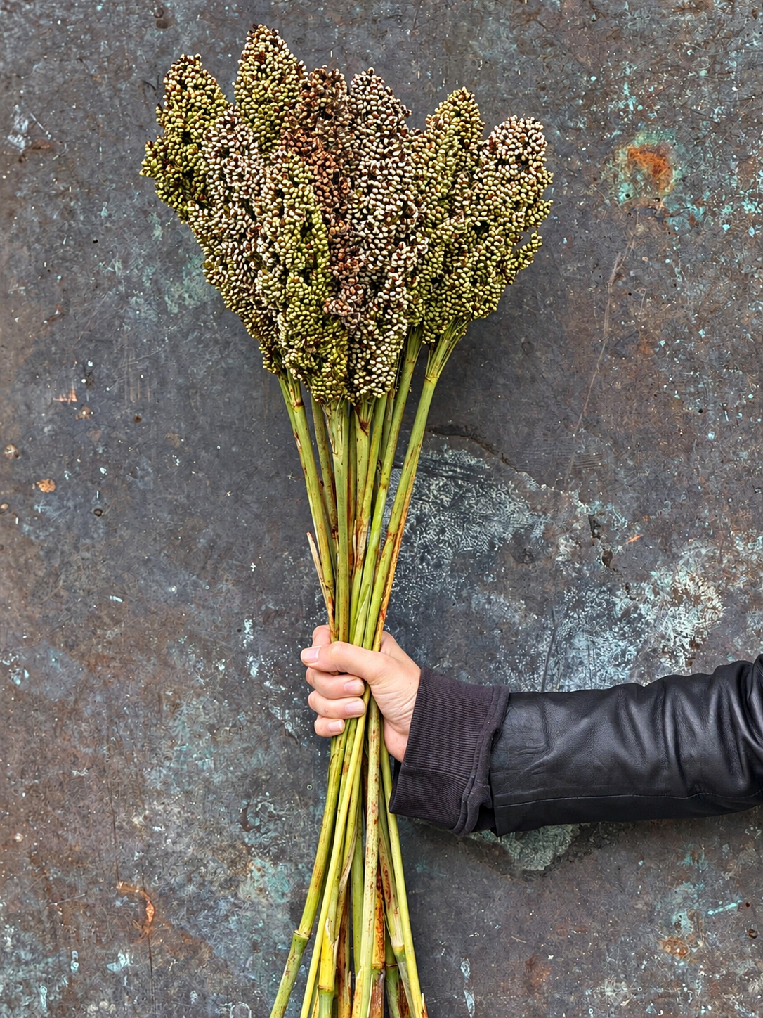 Dekoratīvais sorgo Milaan White | Sorghum nigricans