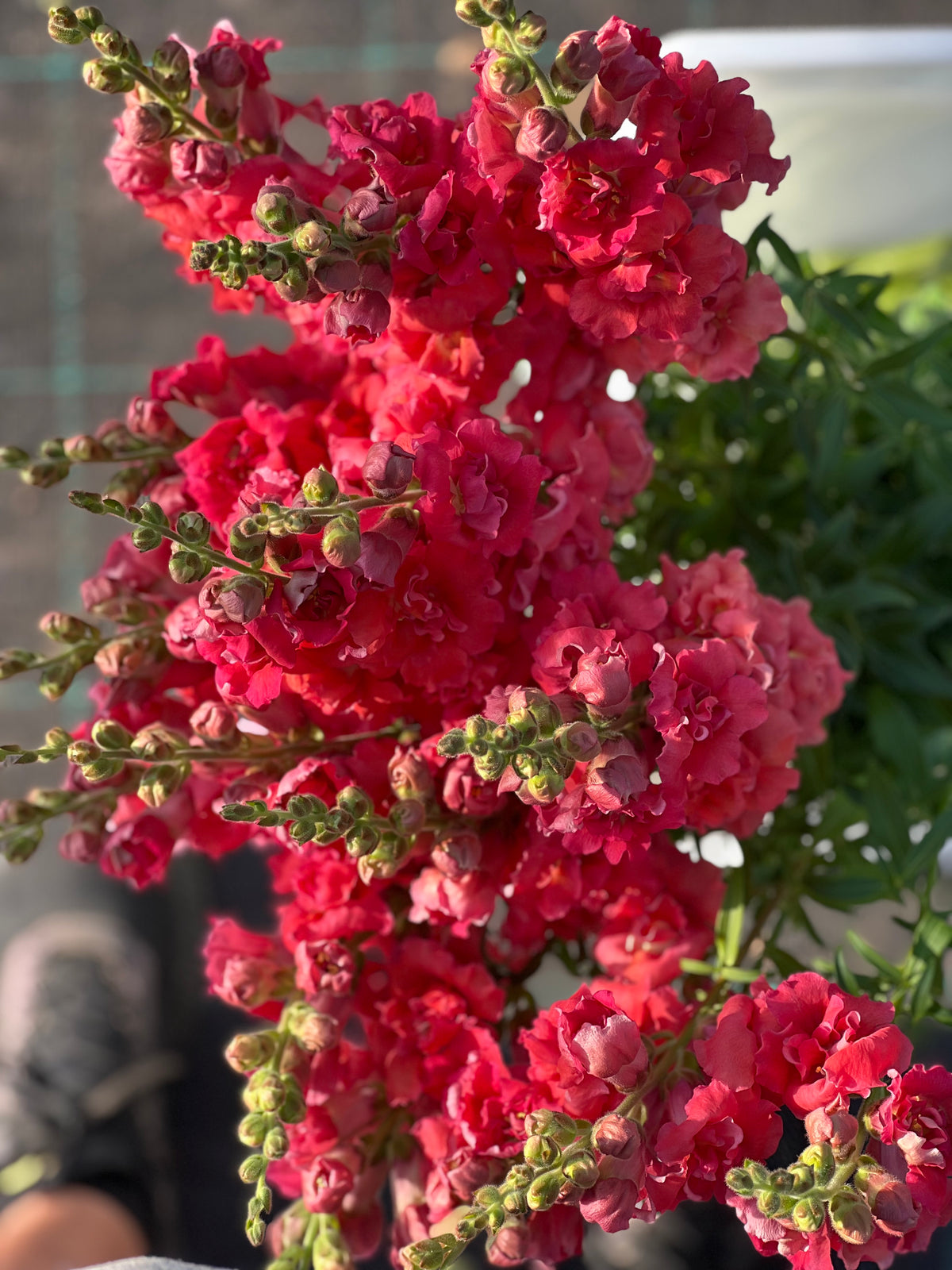 Snapdragon Madame Butterfly™ Cherry Bronze | Group 3,4 | Antirrhinum majus