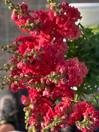 Snapdragon Madame Butterfly™ Cherry Bronze | Group 3,4 | Antirrhinum majus