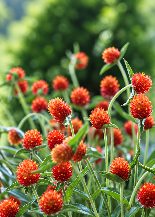 Gomfrēna QIS® Orange | Gomphrena haageana