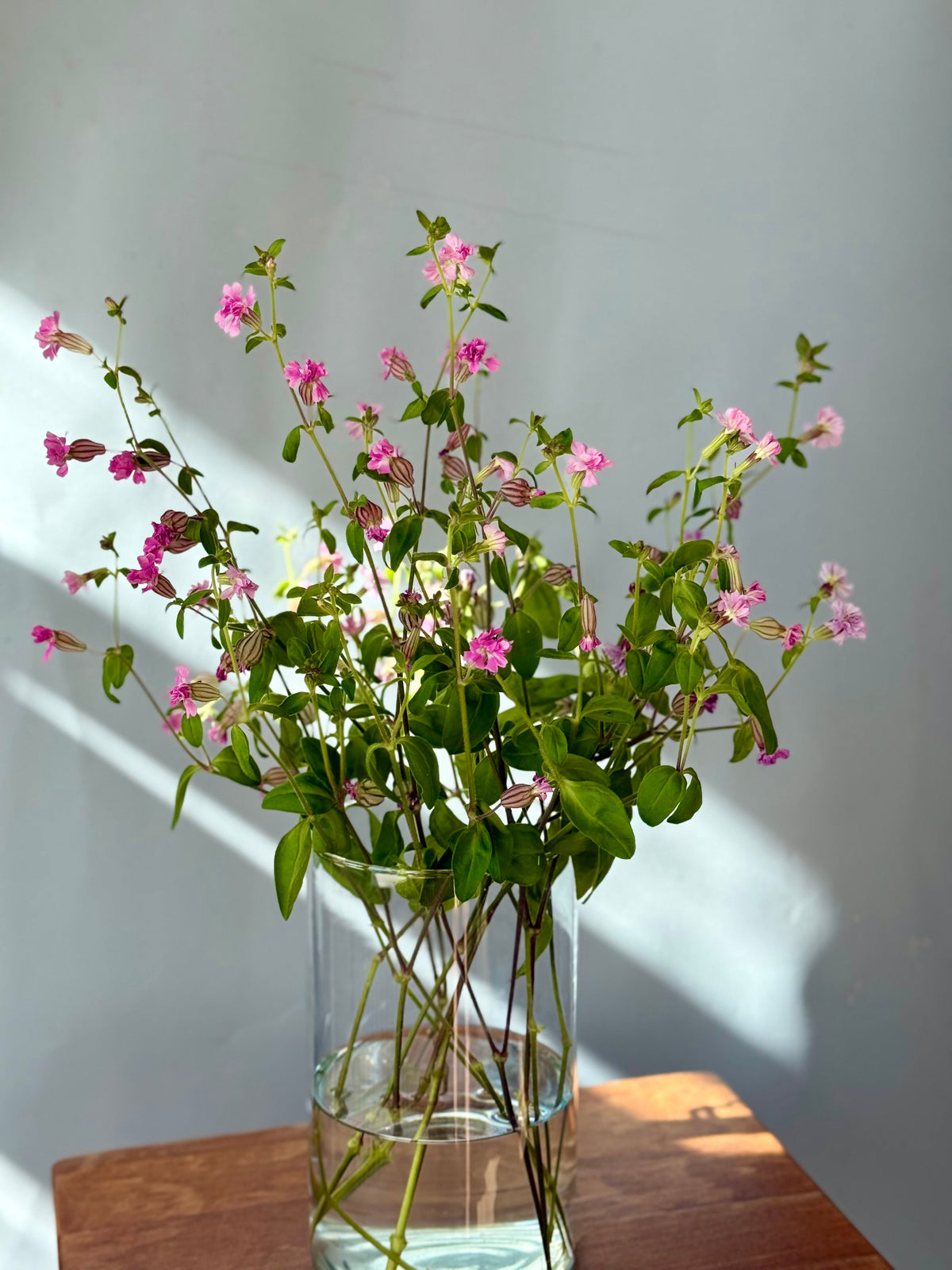 Silene pendula Sibella Lilac | Nodding Catchfly therapyofflowers.com