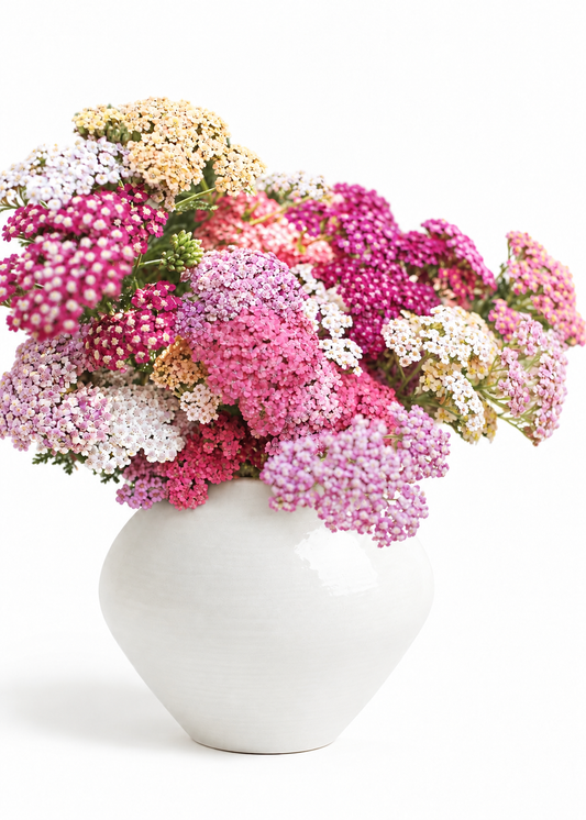 Parastais pelašķis Summer Berries | Achillea millefolium 