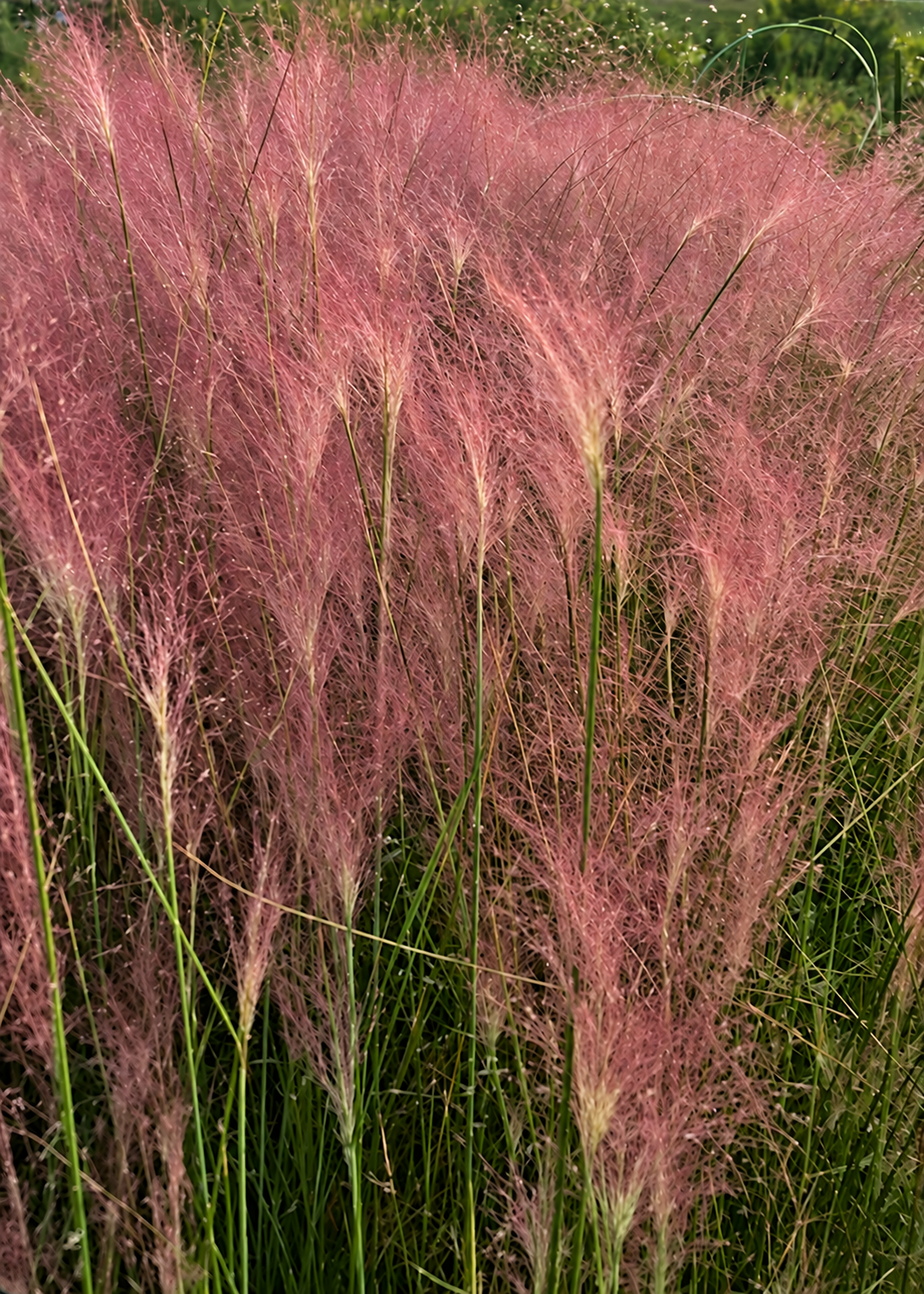 Muhlenbergija Rosy | Muhlenbergia reverchonii