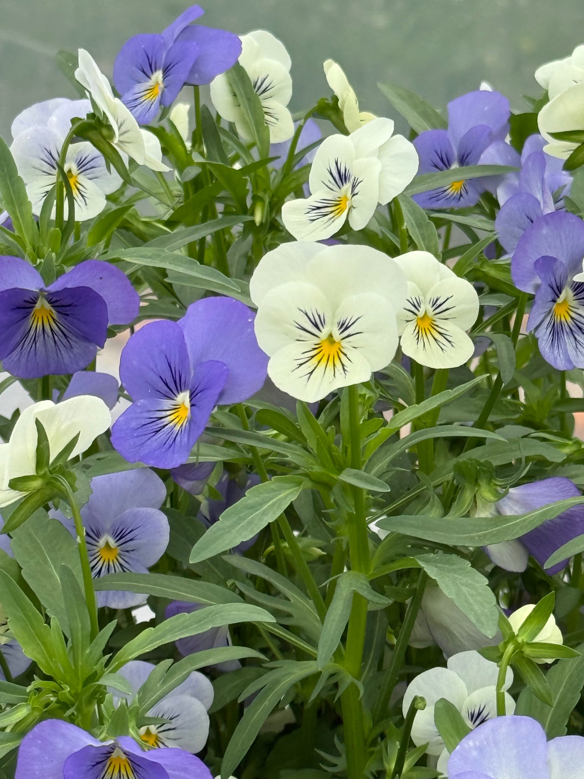 Viola cornuta Sorbet® XP YTT Babyface F1 | Horned Pansy therapyofflowers.com