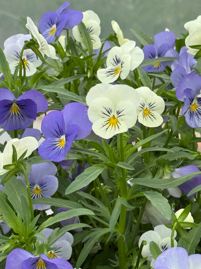 Viola cornuta Sorbet® XP YTT Babyface F1 | Horned Pansy therapyofflowers.com