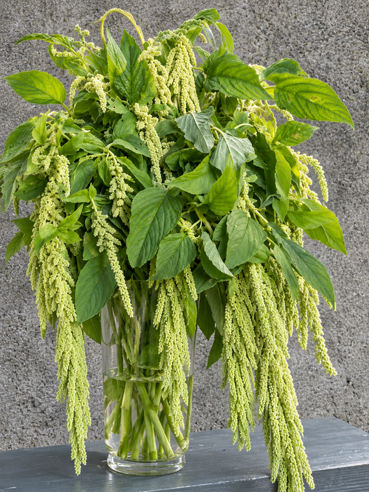 Astainais amarants Viridis | Amaranthus caudatus
