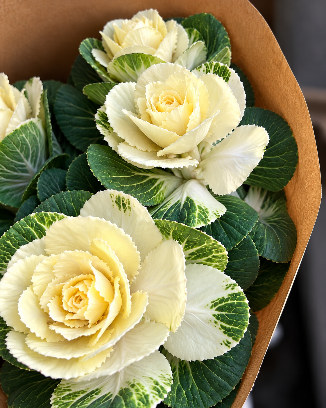 Dekoratīvais kāposts Flare™ White F1 | Brassica oleracea 