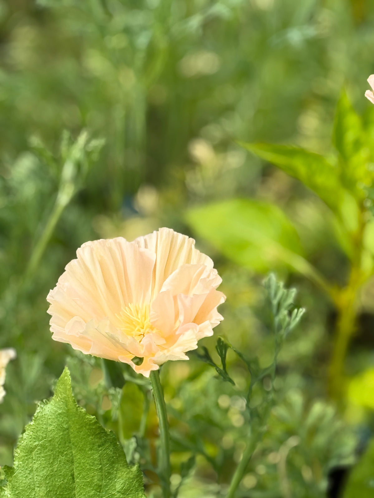 Eschscholzia californica Thai Silk Pink Champagne | California Poppy therapyofflowers.com