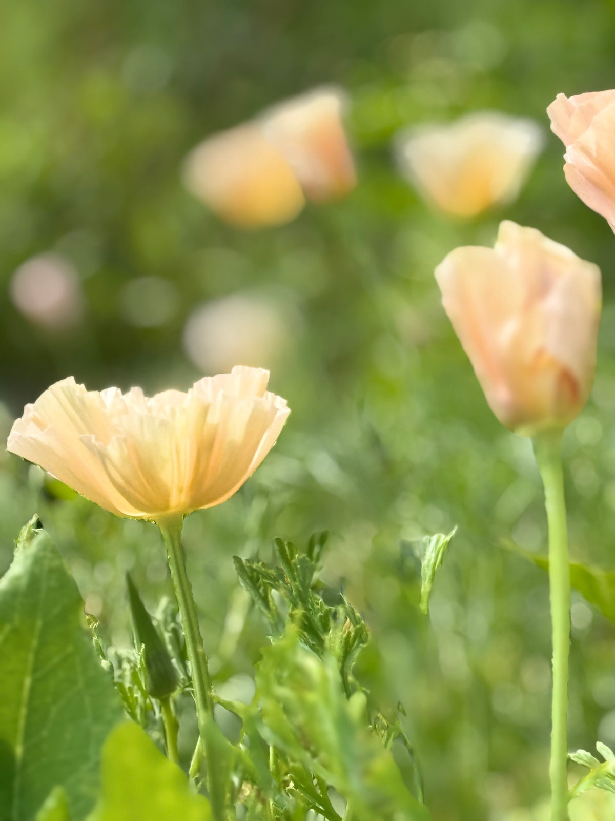 Eschscholzia californica Thai Silk Pink Champagne | California Poppy therapyofflowers.com