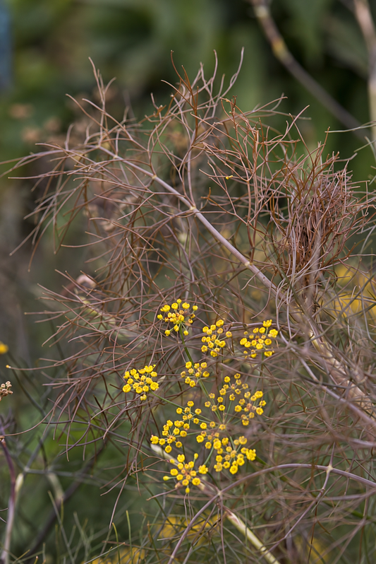 Parastais fenhelis Smokey | Foeniculum vulgare | Dekoratīvs lapojums