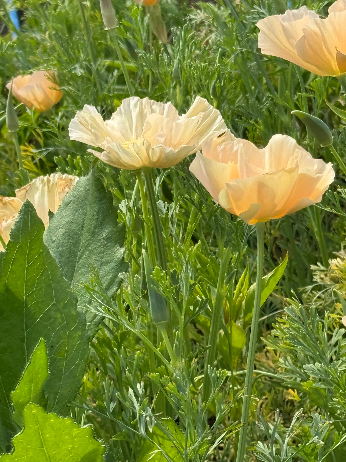Eschscholzia californica Thai Silk Pink Champagne | California Poppy therapyofflowers.com