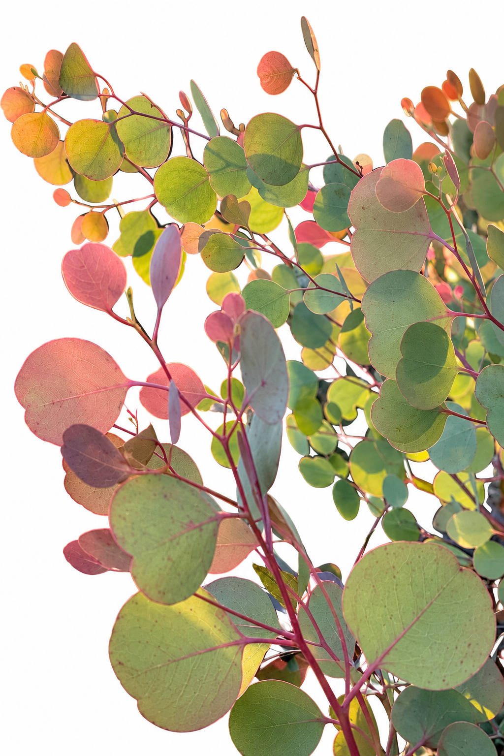 Populnejas eikalipts Murray | Eucalyptus populnea 