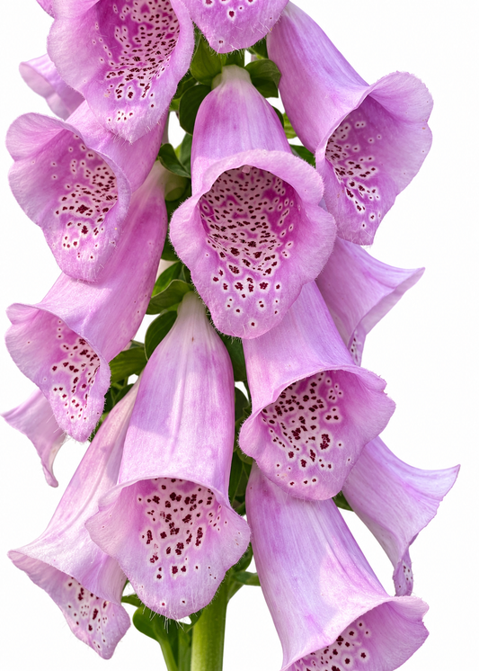 Purpursarkanā uzpirkstīte Dalmatian Rose F1 | Digitalis purpurea
