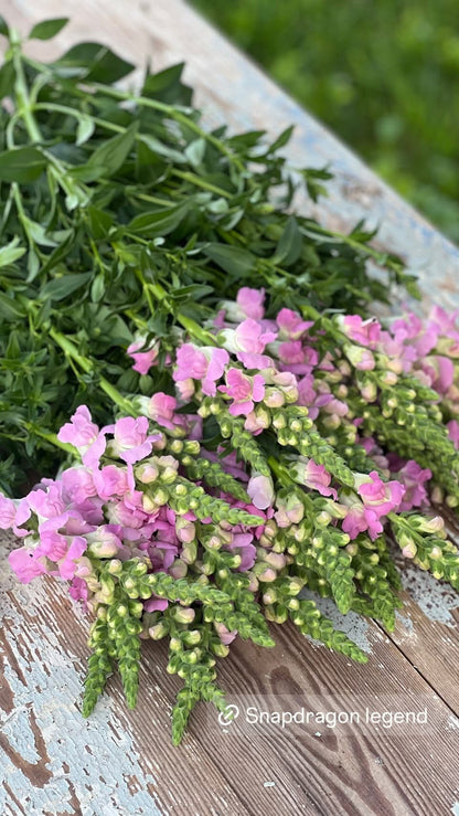 Lauvmutīte Legend™ Light Pink F1 | Group 1 | Antirrhinum majus sēklas