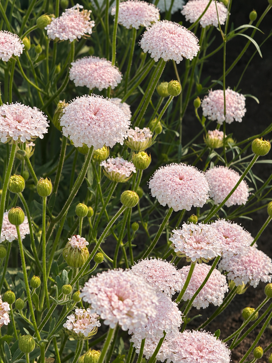 Didiskus Lace Pink | Trachymene coerulea 