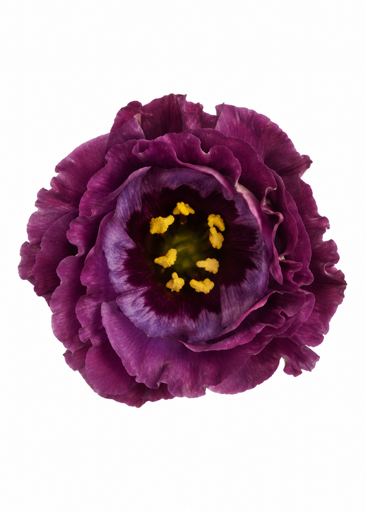Eustoma grandiflorum Rosanne Black Pearl F1 | Group 1 Lisianthus