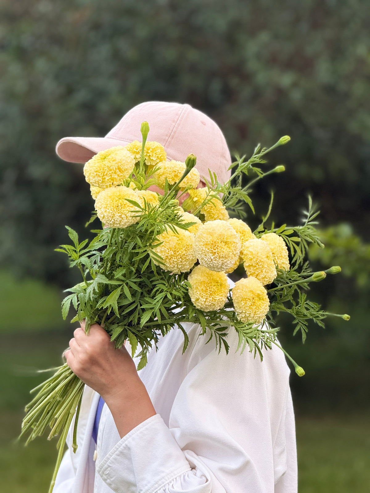 Tagetes erecta Swan White F1 | African Marigold | 60-65cm | White Cut Flower Variety therapyofflowers.com