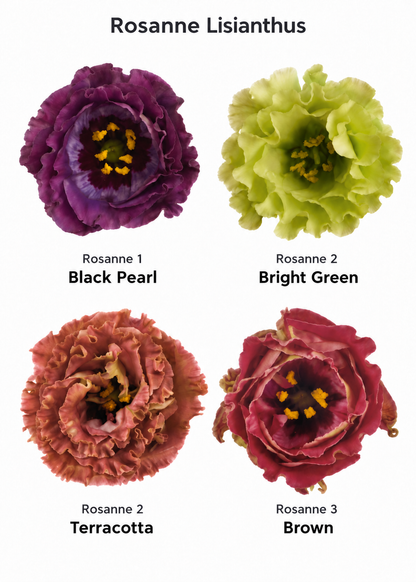 Liziante Rosanne Brown F1 | Eustoma grandiflorum  | Group 3